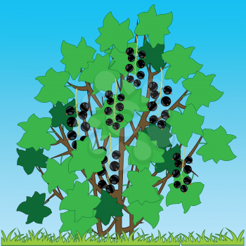 Vector illustration of the bush of the currant with ripe berry on glade