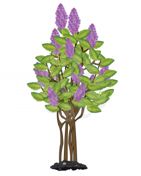Vector illustration tree lilac by flowering springtime