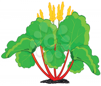 Vector illustration of the decorative edible plant rhubarb