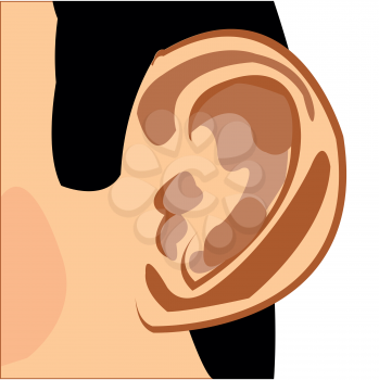 Organ of the rumour of the person ear vector illustration