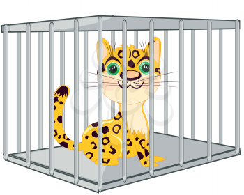 Wildlife leopard in iron hutch on white background is insulated