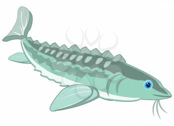 Valuable fish sturgeon on white background is insulated