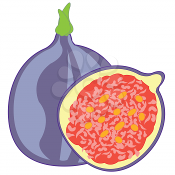 Vector illustration of the ripe fruit fig