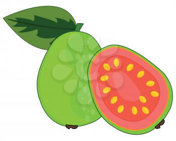 Vector illustration of the tropical fruit guava