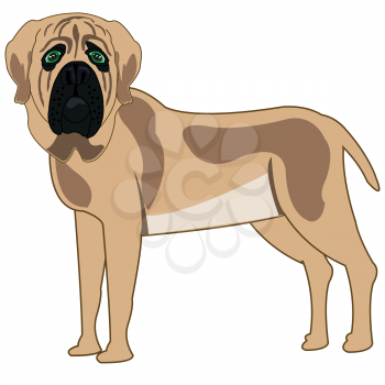 Vector illustration of the cartoon of the dog of the sort mastiff