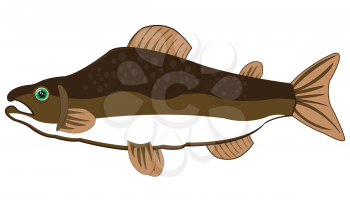 Vector illustration of the cartoon of valuable fish salmon