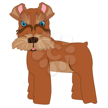 Vector illustration of the cartoon of the dog of the sort scnauzer