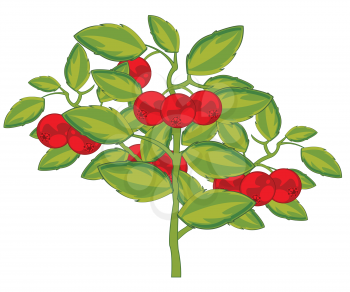 Vector illustration of the bush of the ripe berry of the cowberry
