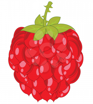 Vector illustration of the cartoon of the ripe berry raspberry