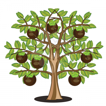Vector illustration tree with fruit of the ripe fruit mangosteen