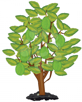 Vector illustration tree with ripe fruit walnut