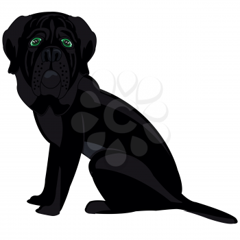 Vector illustration of the dog of the sort mastiff black colour