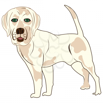 Vector illustration of the cartoon of the dog of the sort labrador