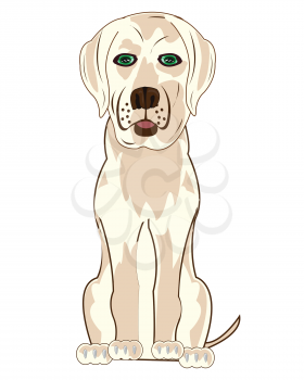 Dog labrador type frontal on white background is insulated