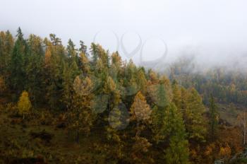 Matutinal mist by autumn in mountain landscape