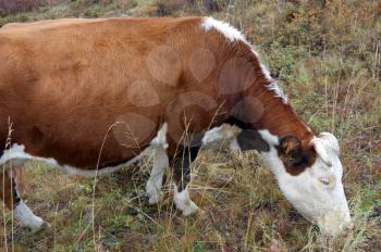 Pets cow grazes on grief early in the morning