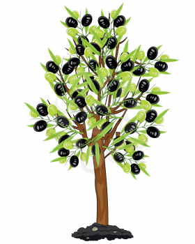 Olive tree with fruit on white background is insulated