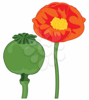 Poppy plant flower and fruits on white background is insulated