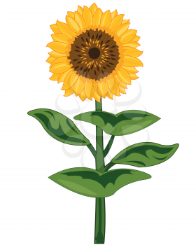 Plant sunflower on white background is insulated