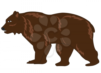 Animal brown bear on white background is insulated
