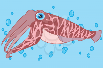 Vector illustration of the sea cuttlefish squid in ocean