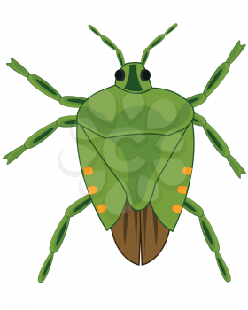 Vector illustration insect bedbug green marble cartoon