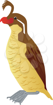Royalty Free Clipart Image of a Crested Auklet