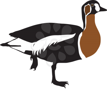 Royalty Free Clipart Image of a Red Breasted Goose Balancing on One Leg