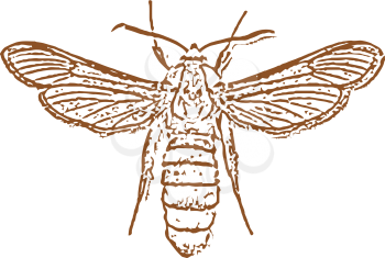 Royalty Free Clipart Image of a Beetle Silhouette