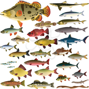 Royalty Free Clipart Image  Background of a Variety of Fish