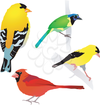Royalty Free Clipart Image of a Variety of Colourful Birds Standing on a Perch