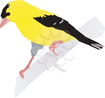 Royalty Free Clipart Image of a Yellow and Black Bird on a Branch