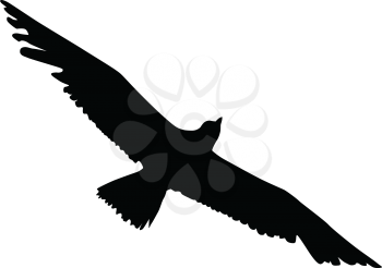 Silhouette of an albatross