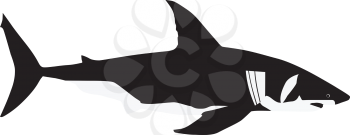 vector white shark 