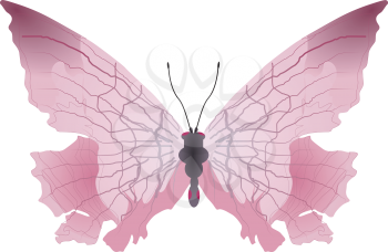 Vector image of the butterfly