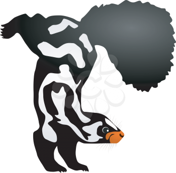 Vector illustration of skunk
