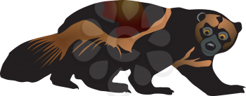 Vector illustration of wolverine