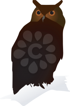 Vector image of owl