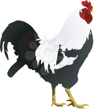 vector image of a rooster