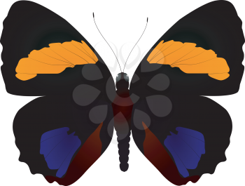 vector butterfly