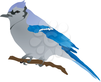 Vector illustration of blue birds