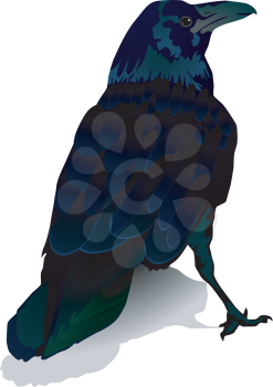 Vector image of a crow