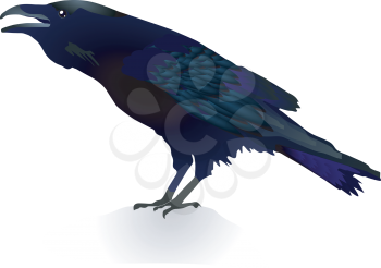 Vector illustration of a crow