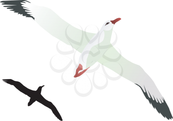 Vector drawing  of Albatross