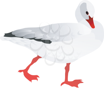 Vector drawing of white goose
