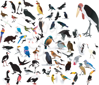 collection of vector images of birds