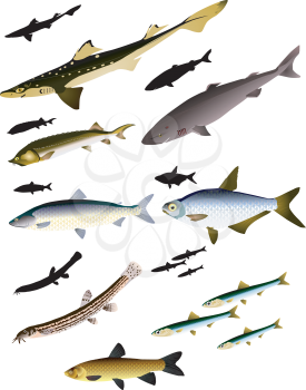collection of vector images of fish 