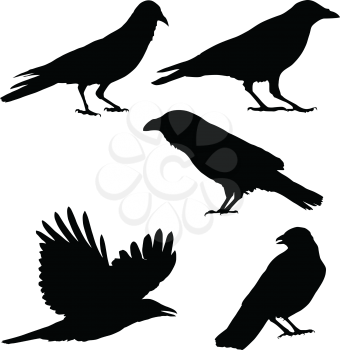 Set of vector images of crows