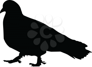Silhouette of a pigeon
