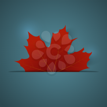 Red maple leaf on a blue background